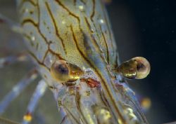 Prawn eyes.
Aughrusmore Pier, Connemara.
D200, 60mm. by Mark Thomas 